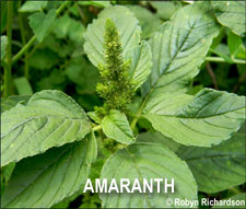 Amaranth