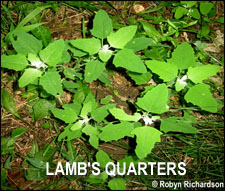 Lamb's Quarters